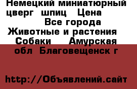 Немецкий миниатюрный(цверг) шпиц › Цена ­ 50 000 - Все города Животные и растения » Собаки   . Амурская обл.,Благовещенск г.